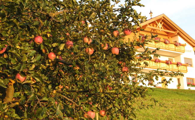 Apfelbõume