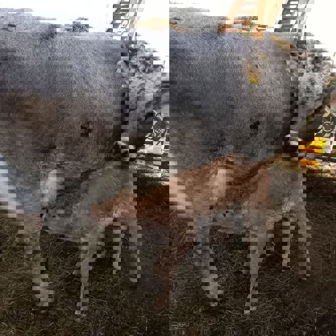 Tiere Evita Gabi
