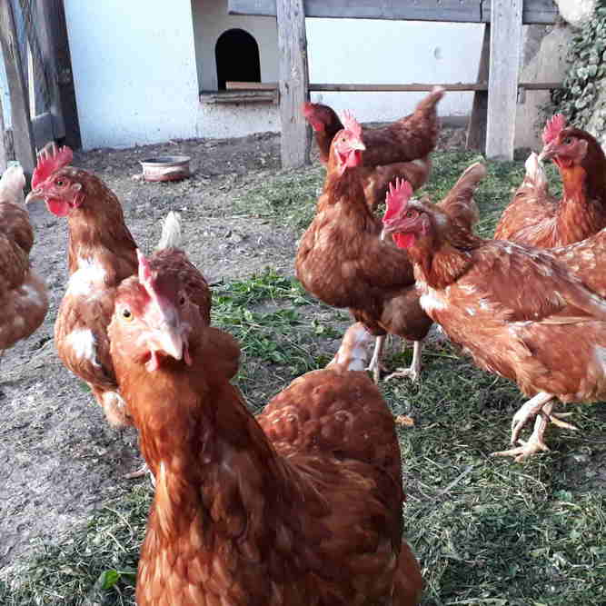 Landwirtschaft Tiere 6