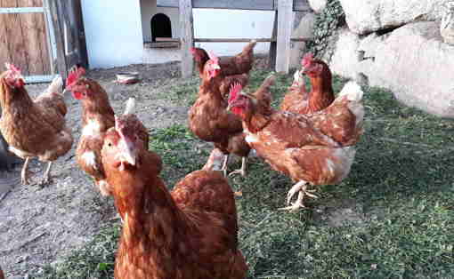 Landwirtschaft Tiere 6