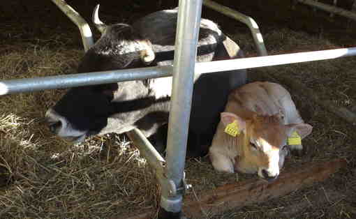 Landwirtschaft Tiere 4